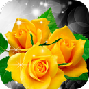 Yellow Roses Live Wallpaper aplikacja