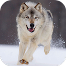 Arctic Wolf Live Wallpaper APK