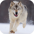 Arctic Wolf Live Wallpaper icono
