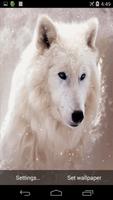 Arctic Wolf Live Wallpaper تصوير الشاشة 2