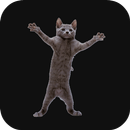 Dancing Cat Live Wallpaper aplikacja