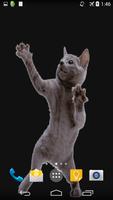 Dancing Cat Live Wallpaper screenshot 2