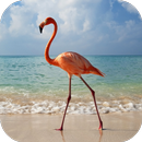 Flamingo Live Wallpaper aplikacja