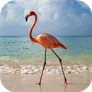 Flamingo Live Wallpaper APK