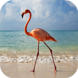 Flamingo Live Wallpaper ícone