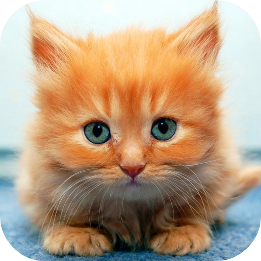 Ginger Cat Live Wallpaper