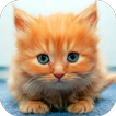 Ginger Cat Live Wallpaper