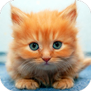 Ginger Cat Live Wallpaper aplikacja