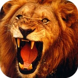 Lion 3D Live Wallpaper simgesi