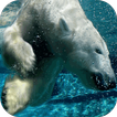 Polar Bear Live Wallpaper