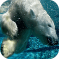 Polar Bear Live Wallpaper