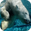 Polar Bear Live Wallpaper aplikacja