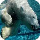 Polar Bear Live Wallpaper APK