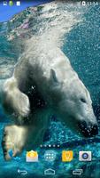 Polar Bear Live Wallpaper 海報