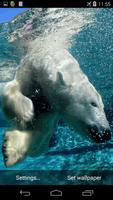Polar Bear Live Wallpaper 截圖 2