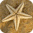Sea Star Live Wallpaper