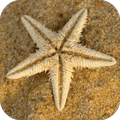 Sea Star Live Wallpaper