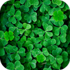 Clover Live Wallpaper APK