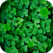 ”Clover Live Wallpaper