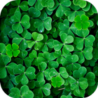 Clover Live Wallpaper ícone