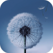 ”Dandelion Live Wallpaper