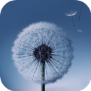 APK Dandelion Live Wallpaper