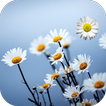 Daisy Live Wallpaper