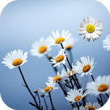 Daisy Live Wallpaper आइकन