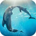 Dolphins Live Wallpaper