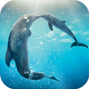 Fond d'écran animé Dauphins APK