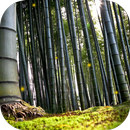 Fireflies Live Wallpaper APK