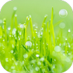 Grass Live Wallpaper