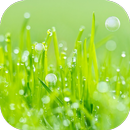 Grass Live Wallpaper APK