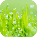 Grass Live Wallpaper simgesi