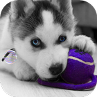 آیکون‌ Husky puppies Live Wallpaper