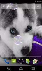 Husky puppies Live Wallpaper アプリダウンロード