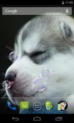 Husky puppies Live Wallpaper アプリダウンロード