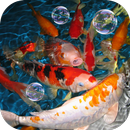 Koi Live Wallpaper APK