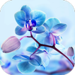 ”Orchid Live Wallpaper