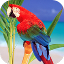 Parrots Live Wallpaper APK