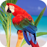 ikon Parrots Live Wallpaper
