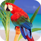 Parrots Live Wallpaper آئیکن