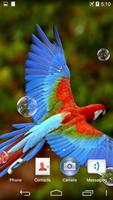 Parrots Live Wallpaper স্ক্রিনশট 2