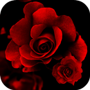 Roses Fond d'écran animé APK