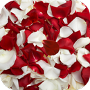 APK Rose petals Live Wallpaper