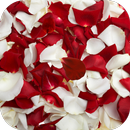 Rose petals Live Wallpaper-APK