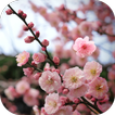 Sakura Live wallpaper