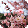 Sakura Live wallpaper