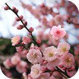 Sakura Live wallpaper biểu tượng