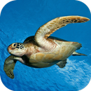 Морская черепаха под водой APK